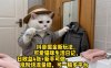 抖音掘金新玩法，可爱猫咪生活日记，日收益4张+新手可做，涨粉快流量稳，可一稿多平台